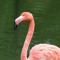 SneakyFlamingo