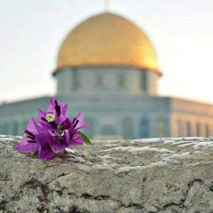 سدين نصراللّٰه