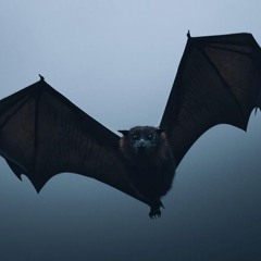 b.a.t. musicrecords KB ✬♫🦇