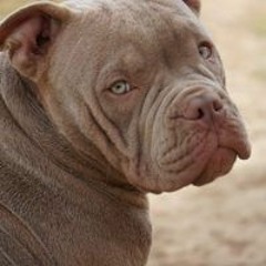Westindies Bullykennel