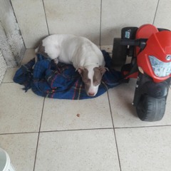 familia pereira cruz