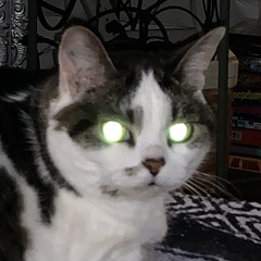 Chelsea Elizabeth 13