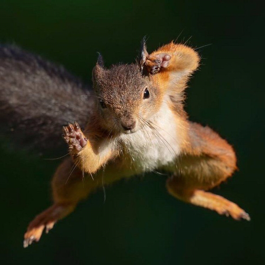 洋楽 LIL SQUIRREL/TRUE 2 THE GAME Stream lil squirrel music | Listen to songs, albums