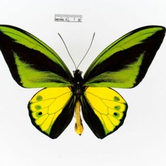 Papillon Système Son