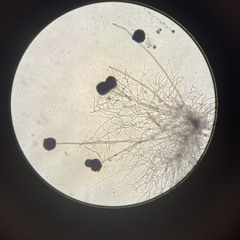 Ellareef