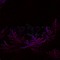 ENDEX
