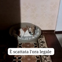 SeBa TM