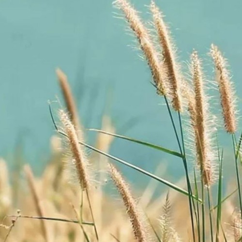 Stream Dropping Anchor 11 Mins Russ Harris The Happiness Trap (1