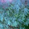nightshade