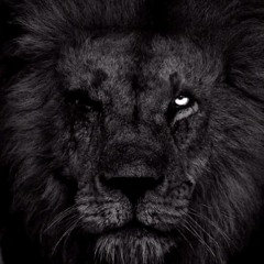 🇦🇱⃟𝙉𝙓𝙏 🐺     ⛎