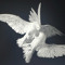 Birds of revolution