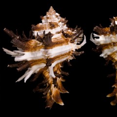hexaplex