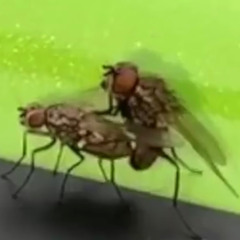 bop