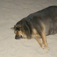 Dogguy the Dog