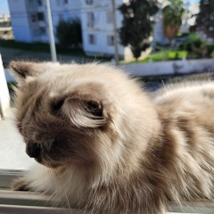 Loblob