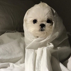 다빈