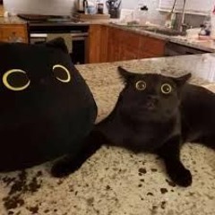 gatotraumatizado