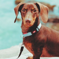 Milo The Snag