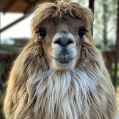 AlpacaTJJ