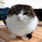 wawa cat