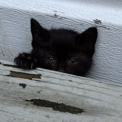 mimi
