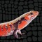 Skink FM