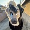 VeyronDog