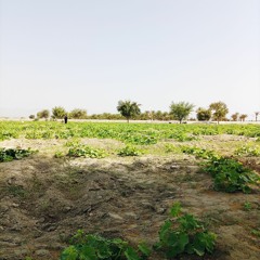 wahab baloch