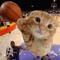 basketball kitty8008