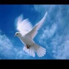 Sidi Mohamed Chouaibi