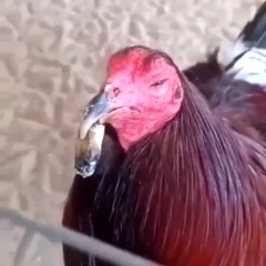 Tapn