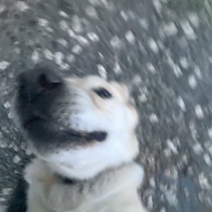 Leighton Lazer Korau