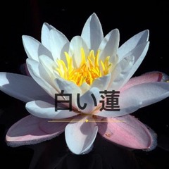 White Lotus