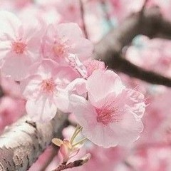 夜桜