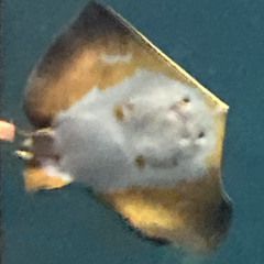 Terao