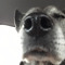 Woofstep