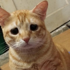 Gio🐱