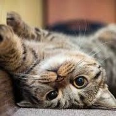 cuntpuss