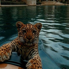 tivgo_kj