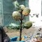 Pineapple Tree