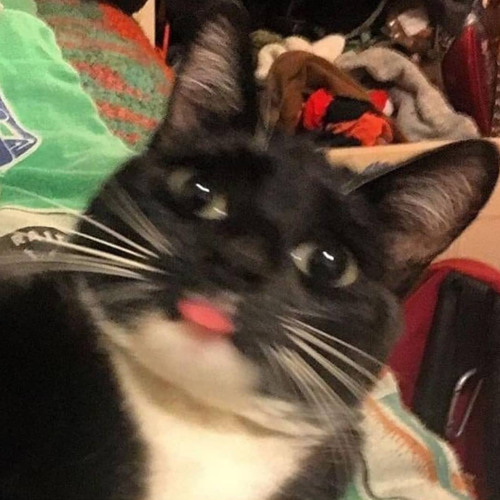 kitty sneeze’s avatar