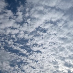 mooibieen