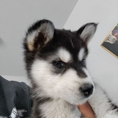 Jet