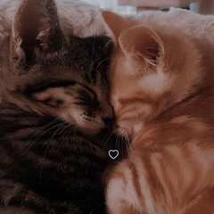 🌙 — عَدي بَكريدي — 🌙