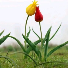 Sameer baloch