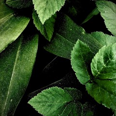 мр. бариста