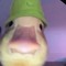🦆