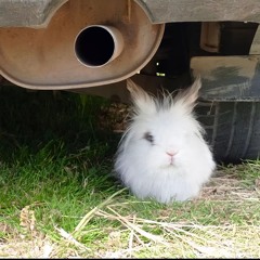 ♂ ⑰ ੈ✩‧₊˚