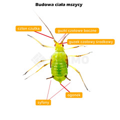 mszyca