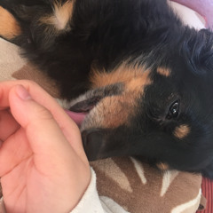 ふるかわ ののこ